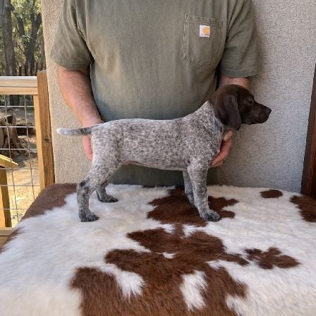 RUBY X MAXIMILLIANS HAZEL German Shorthaired Pointer