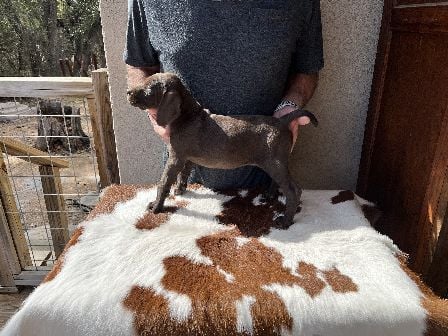 German Shorthaired Pointer