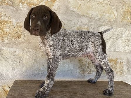 German Shorthaired Pointer