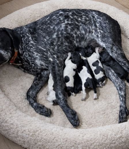 German Shorthaired Pointer