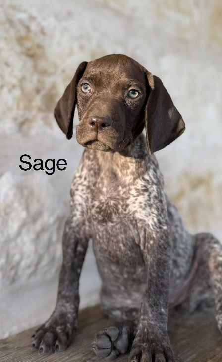 German Shorthaired Pointer