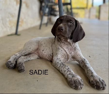 German Shorthaired Pointer