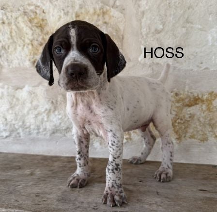 German Shorthaired Pointer