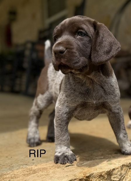 German Shorthaired Pointer