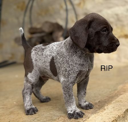 RIP