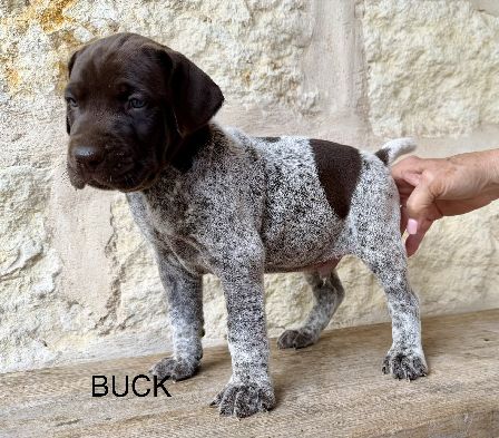 German Shorthaired Pointer