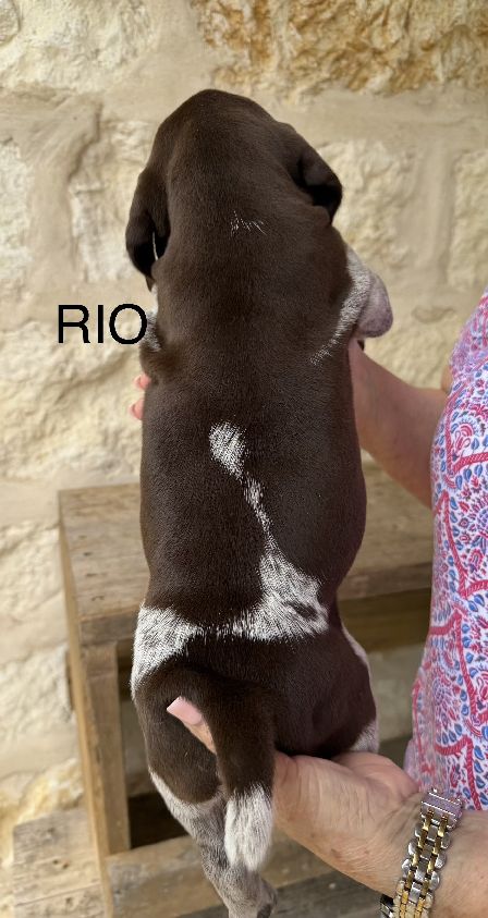 German Shorthaired Pointer