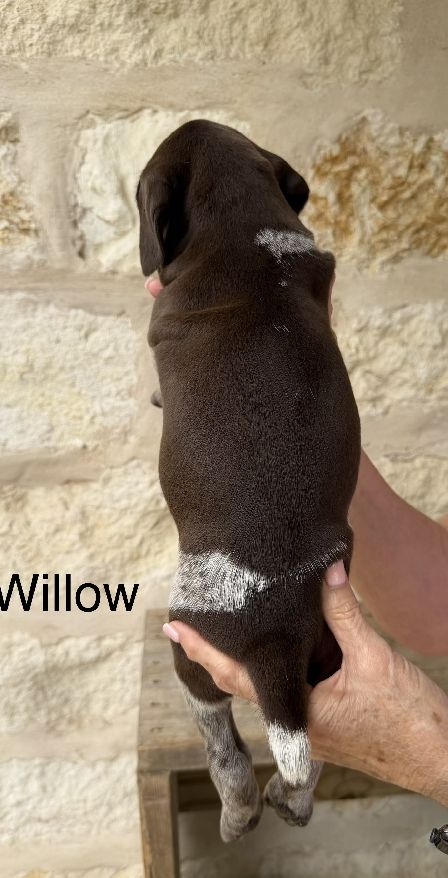 German Shorthaired Pointer