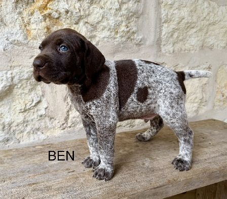 German Shorthaired Pointer