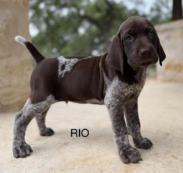 German Shorthaired Pointer