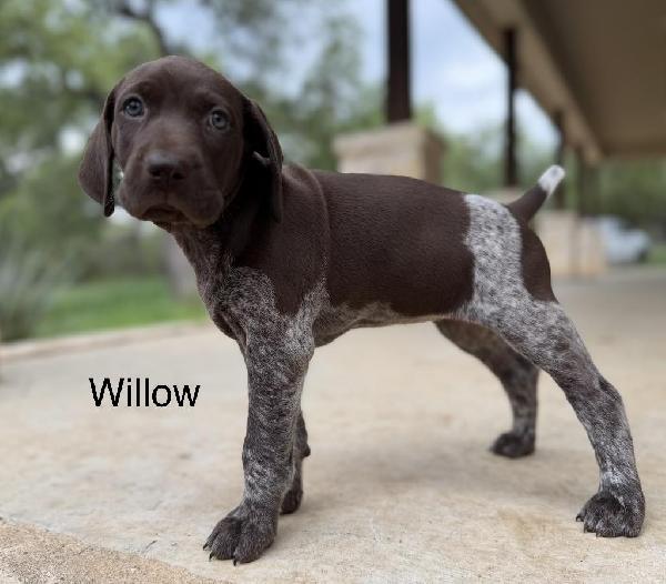German Shorthaired Pointer