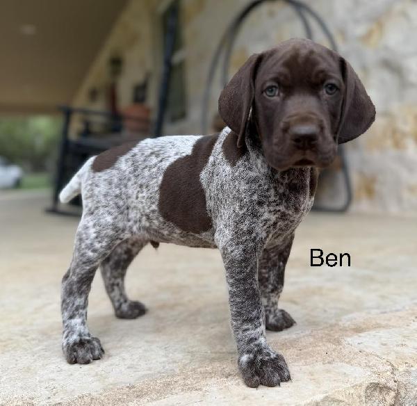 German Shorthaired Pointer