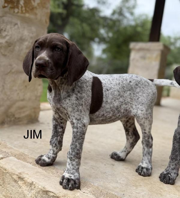 German Shorthaired Pointer