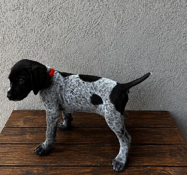 GRETTA X GUS MALES