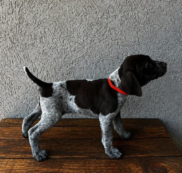 German Shorthaired Pointer