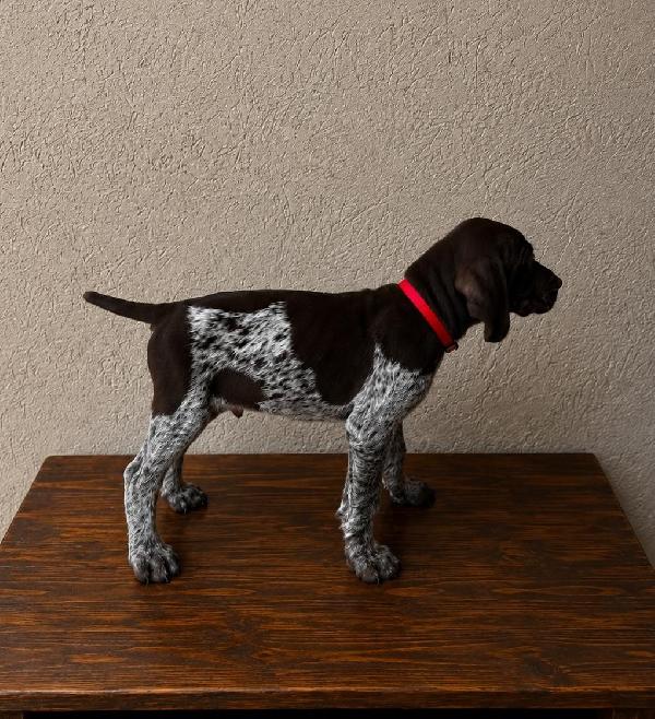 GRETTA X GUS - RED MALE