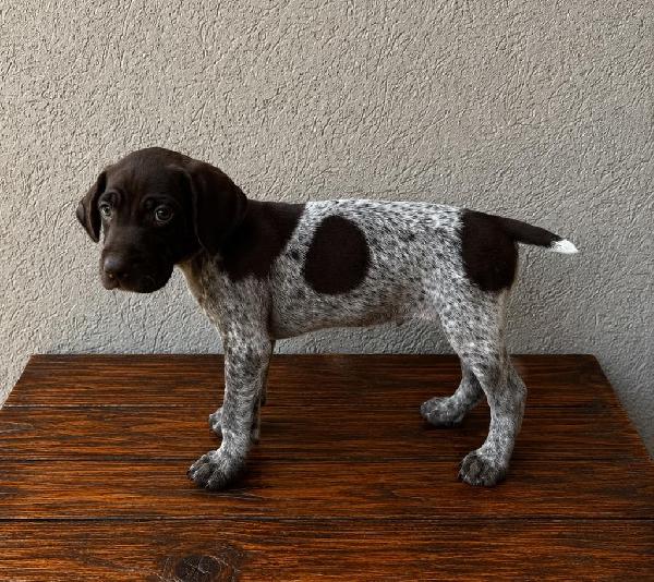 German Shorthaired Pointer