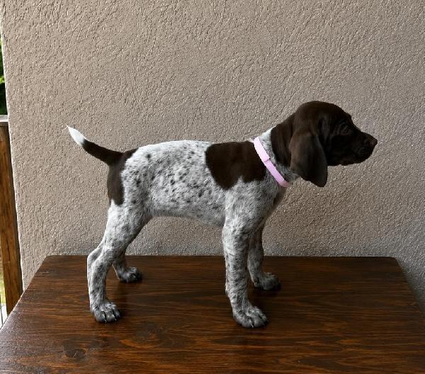 German Shorthaired Pointer