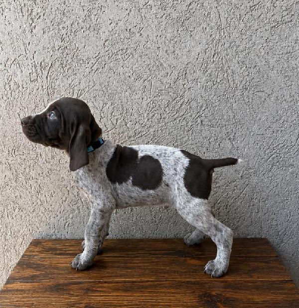 German Shorthaired Pointer