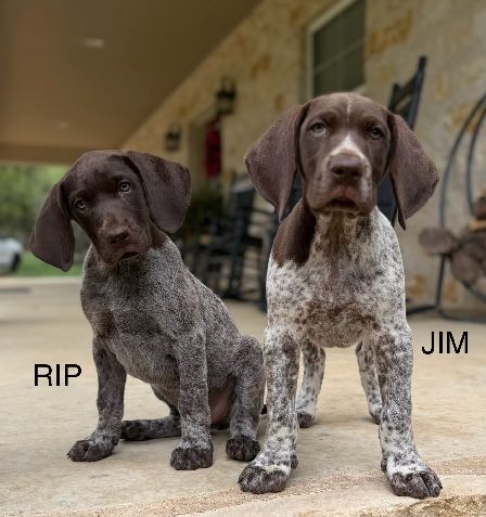 German Shorthaired Pointer