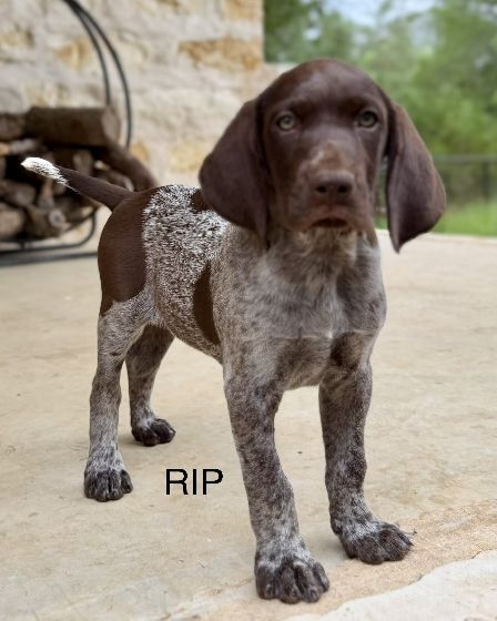 German Shorthaired Pointer