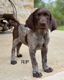 Rip