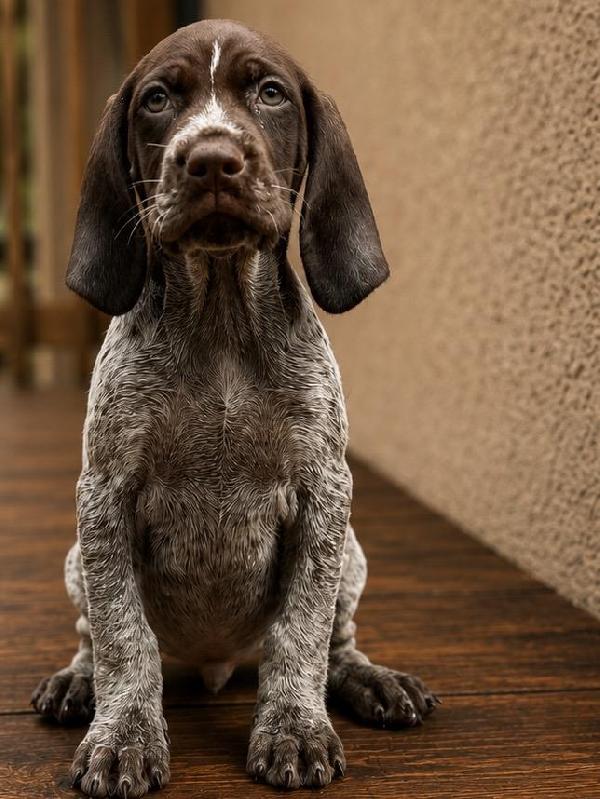 German Shorthaired Pointer