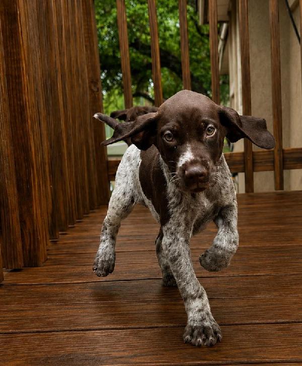 German Shorthaired Pointer