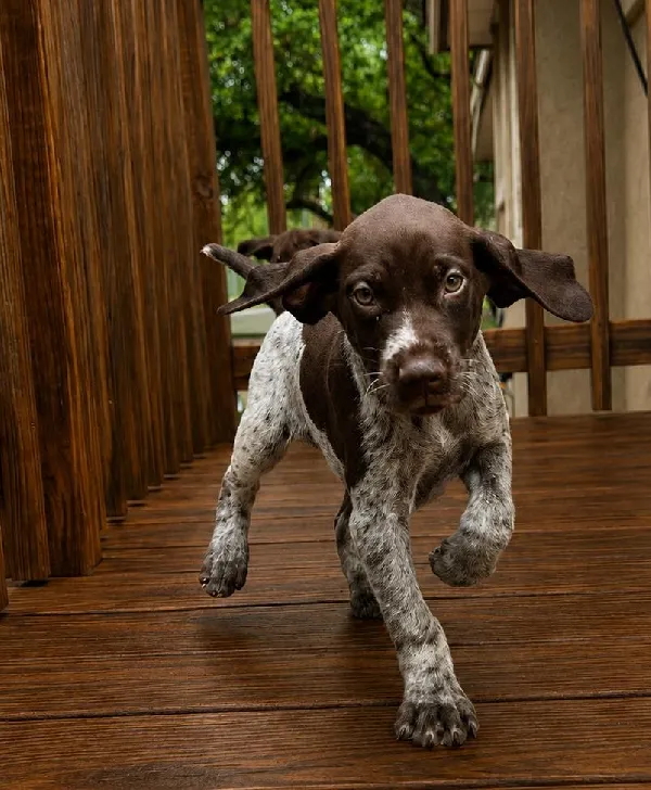 German Shorthaired Pointer