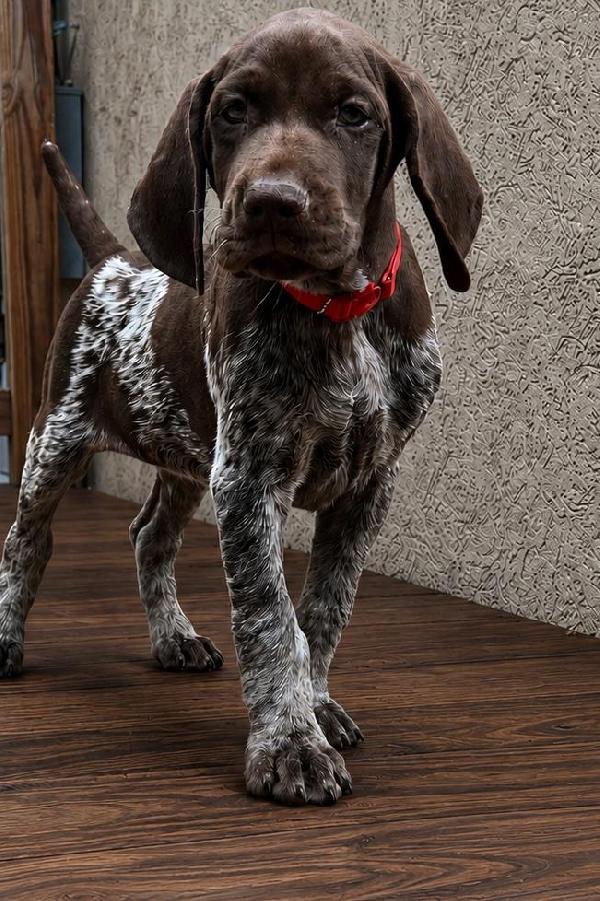 German Shorthaired Pointer