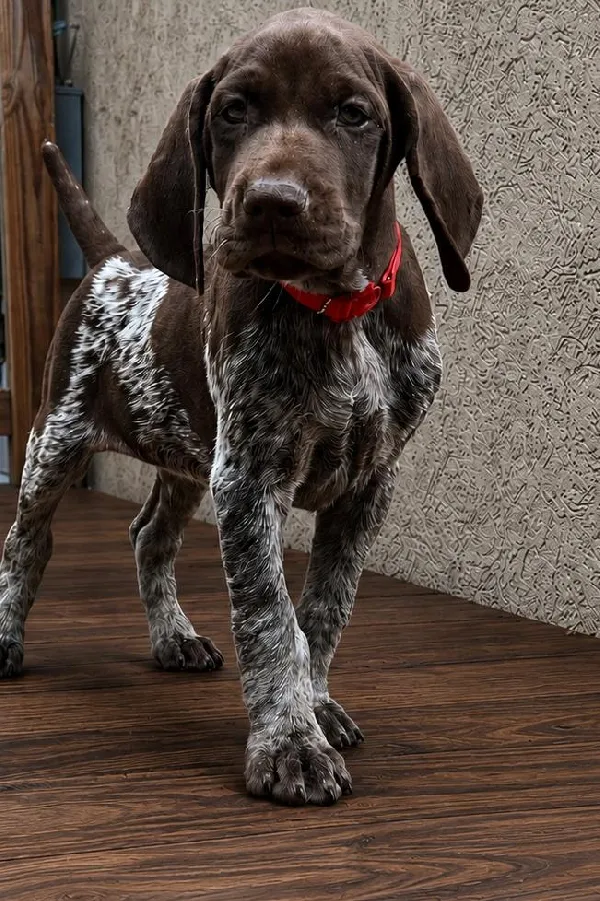German Shorthaired Pointer