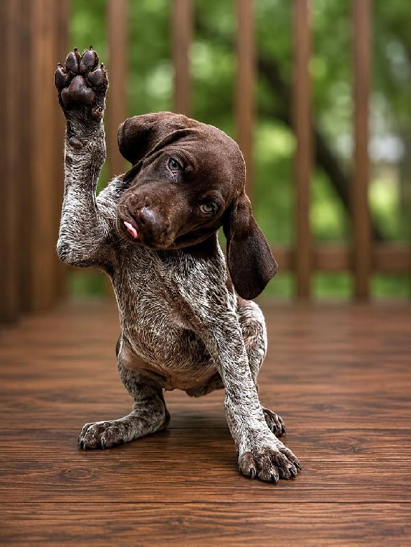 German Shorthaired Pointer