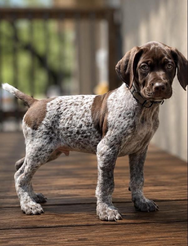 German Shorthaired Pointer