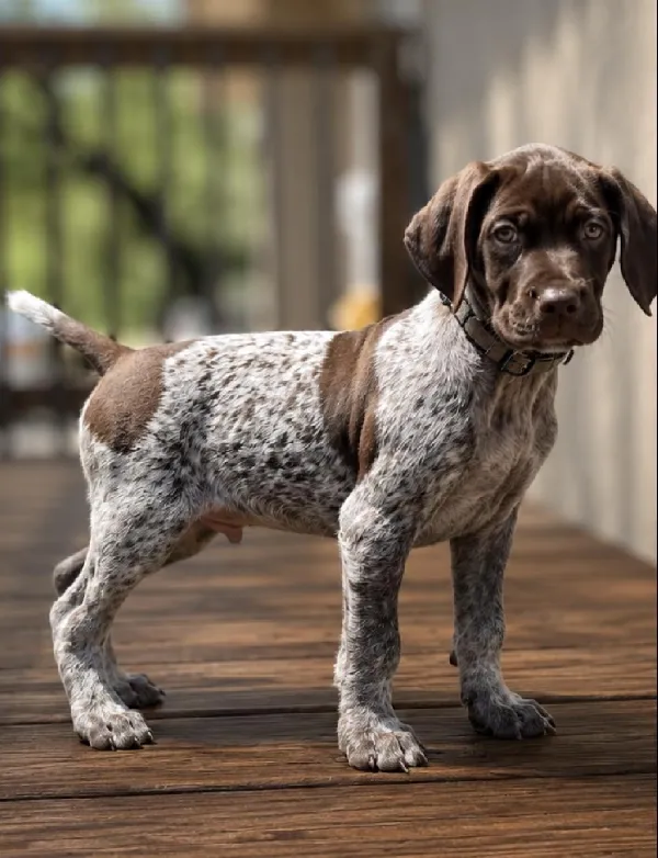 German Shorthaired Pointer