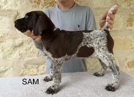 German Shorthaired Pointer
