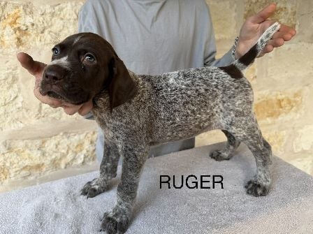 German Shorthaired Pointer