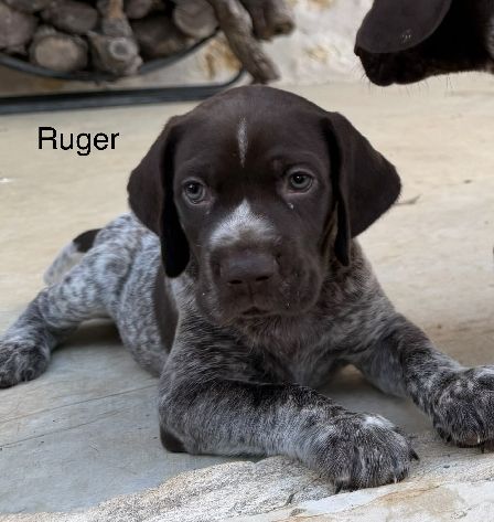 RUGER
