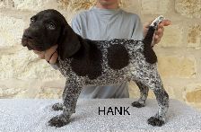 HANK
