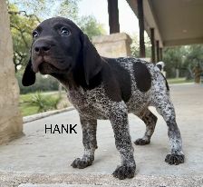 HANK
