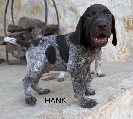 HANK