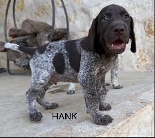 HANK