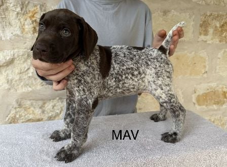 German Shorthaired Pointer
