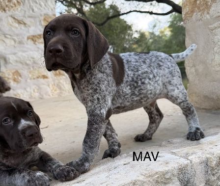 MAV