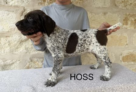 German Shorthaired Pointer
