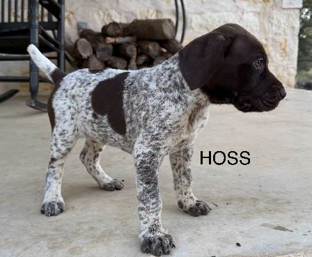 HOSS