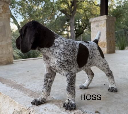 HOSS