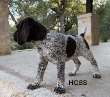 HOSS