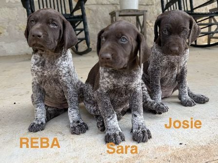 German Shorthaired Pointer