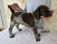 Sara