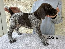Josie